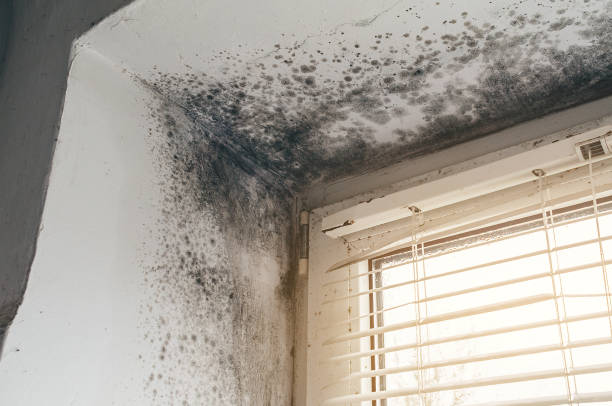 Affordable Mold Removal solutions in East Rutherford, NJ